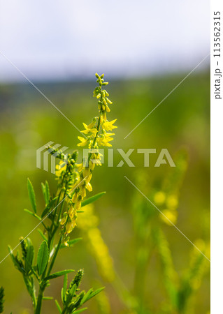 Flowers of Melilotus officinalis is on bright summer background. Blurred background of yellow - green. Shallow depth of field Flowers of Melilotus officinalis is on bright summer background. Blurred background of yellow - green. Shallow depth of field 113562315