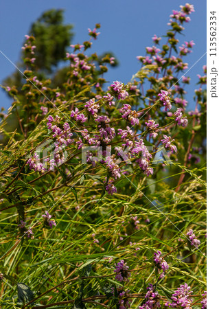 Phlomis Phlomoides tuberosa wildflowers on clear green background. Dark red stems with architectural whorls of lilac-pink flowers and wrinkled hairy leaves 113562334