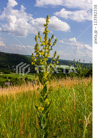 Verbascum densiflorum the well-known dense-flowered mullein Verbascum densiflorum the well-known dense-flowered mullein 113562338