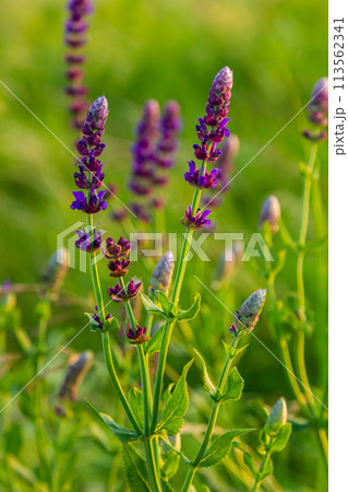 Flowers of the forest sage, Salvia nemorosa, close-up. Background of Salvia nemorosa, a salvia with beautiful purple flowers. Purple flowers of oak sage Flowers of the forest sage, Salvia nemorosa, close-up. Background of Salvia nemorosa, a salvia with beautiful purple flowers. Purple flowers of oak sage 113562341