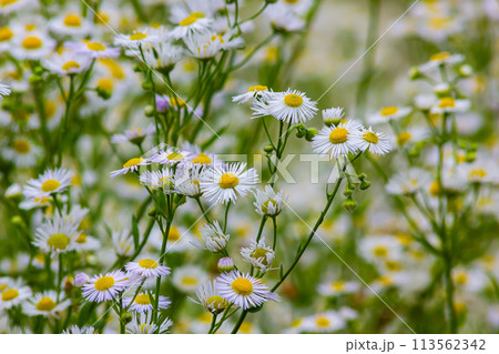 Erigeron annuus known as annual fleabane, daisy fleabane, or eastern daisy fleabane Erigeron annuus known as annual fleabane, daisy fleabane, or eastern daisy fleabane 113562342
