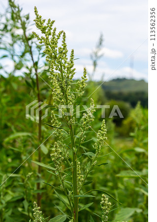 Chenopodium album, edible plant, common names include lamb's quarters, melde, goosefoot, white goosefoot, wild spinach, bathua and fat-hen Chenopodium album, edible plant, common names include lamb's quarters, melde, goosefoot, white goosefoot, wild spinach, bathua and fat-hen 113562356