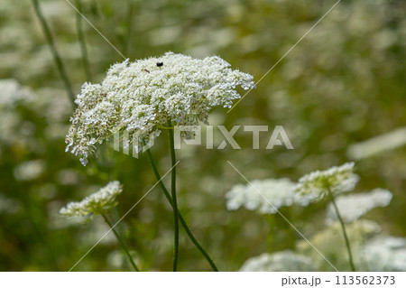 Daucus carota known as wild carrot blooming plant Daucus carota known as wild carrot blooming plant 113562373