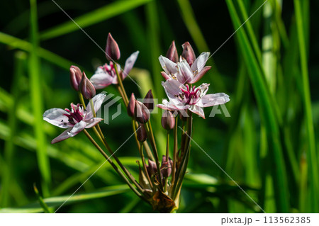 Butomus umbellatus, Flowering Rush. Wild plant shot in summer. Butomus umbellatus, Flowering Rush. Wild plant shot in summer. 113562385