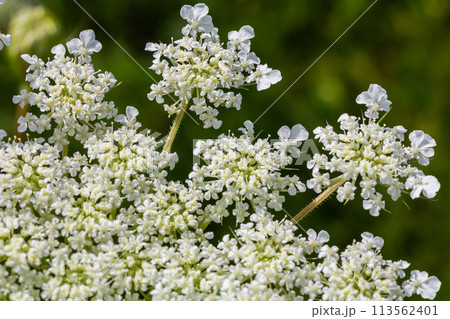 Daucus carota known as wild carrot blooming plant Daucus carota known as wild carrot blooming plant 113562401