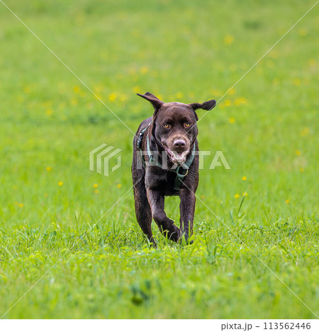 Labrador retriever, Canis lupus familiaris on a grass field. Healthy chocolate brown labrador retriever Labrador retriever, Canis lupus familiaris on a grass field. Healthy chocolate brown labrador retriever 113562446