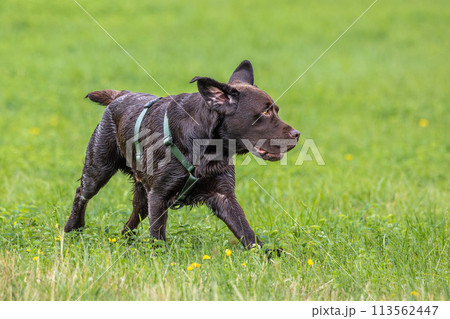 Labrador retriever, Canis lupus familiaris on a grass field. Healthy chocolate brown labrador retriever Labrador retriever, Canis lupus familiaris on a grass field. Healthy chocolate brown labrador retriever 113562447