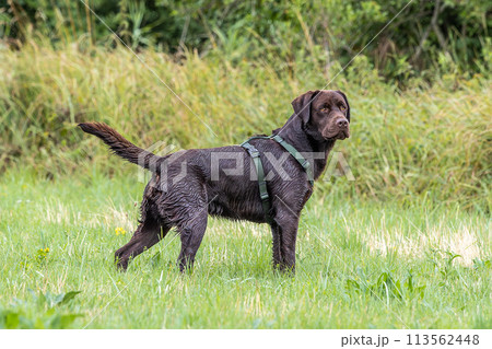 Labrador retriever, Canis lupus familiaris on a grass field. Healthy chocolate brown labrador retriever Labrador retriever, Canis lupus familiaris on a grass field. Healthy chocolate brown labrador retriever 113562448