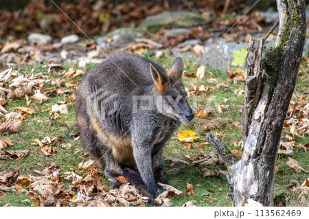 Swamp Wallaby, Wallabia bicolor, is one of the smaller kangaroos Swamp Wallaby, Wallabia bicolor, is one of the smaller kangaroos 113562469
