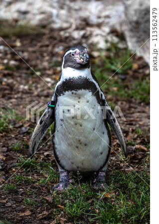 Humboldt Penguin, Spheniscus humboldti in a park Humboldt Penguin, Spheniscus humboldti in a park 113562479