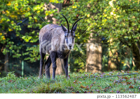 Apennine chamois, Rupicapra pyrenaica ornata, is living in Italy and Spain 113562487