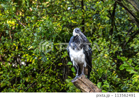 The Straw-necked Ibis, Threskiornis spinicollis is a bird of the ibis family 113562491