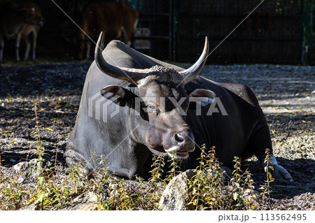 Banteng, Bos javanicus or Red Bull is a type of wild cattle. Banteng, Bos javanicus or Red Bull is a type of wild cattle. 113562495