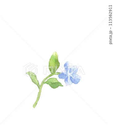 水彩で描いたホタルカズラ 和名は山想花のイラスト【手描き】白バック 透過背景 コピースペース 水彩で描いたホタルカズラ 和名は山想花のイラスト【手描き】白バック 透過背景 コピースペース 113562911