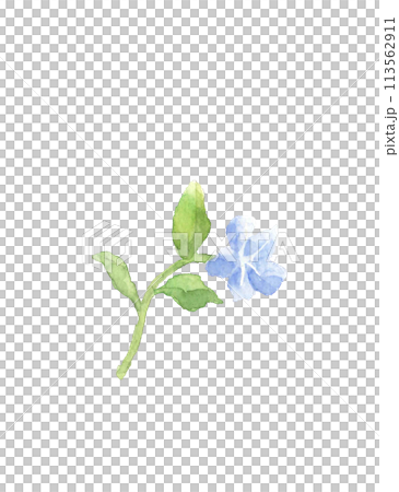 水彩で描いたホタルカズラ 和名は山想花のイラスト【手描き】白バック 透過背景 コピースペース 水彩で描いたホタルカズラ 和名は山想花のイラスト【手描き】白バック 透過背景 コピースペース 113562911