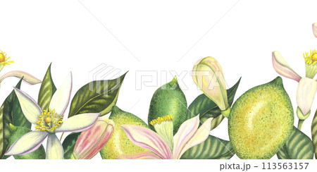 Watercolor seamless border with blooming limes and lime branch with leaves, pink flowers, lime and green lemon. Hand painted yellow fruits and flower isolated on white background. Fresh citrus 113563157