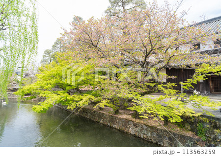 倉敷美観地区 倉敷美観地区 113563259