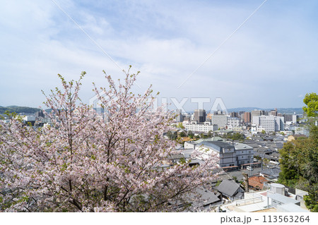 阿智神社の桜（倉敷） 113563264