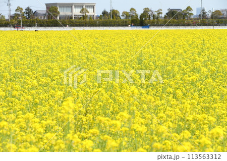 埼玉県富士見市の菜の花畑 113563312