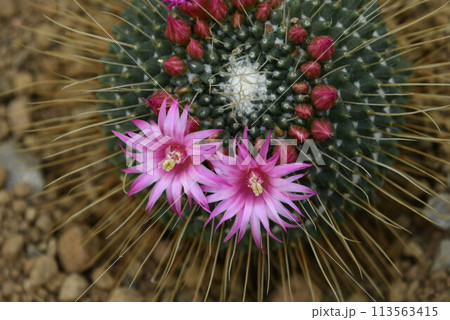茎の突起から伸びる長い毛のサボテンに咲いたピンク色の花が綺麗です 茎の突起から伸びる長い毛のサボテンに咲いたピンク色の花が綺麗です 113563415