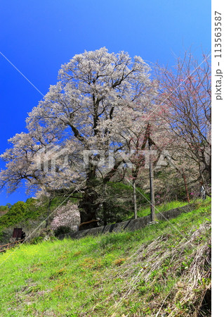 【高知県】ひょうたん桜と菜の花 113563587