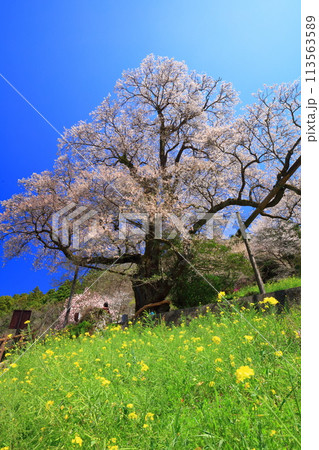 【高知県】ひょうたん桜と菜の花 113563589