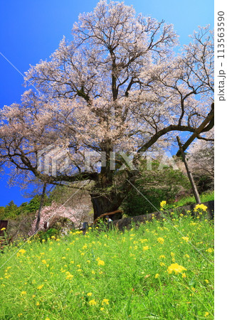 【高知県】ひょうたん桜と菜の花 【高知県】ひょうたん桜と菜の花 113563590