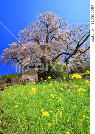 【高知県】ひょうたん桜と菜の花 113563594