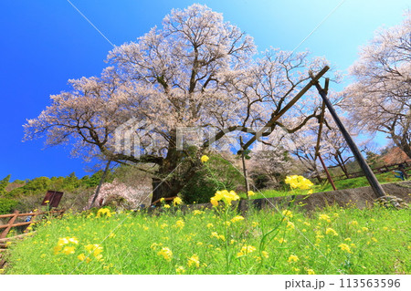 【高知県】ひょうたん桜と菜の花 113563596