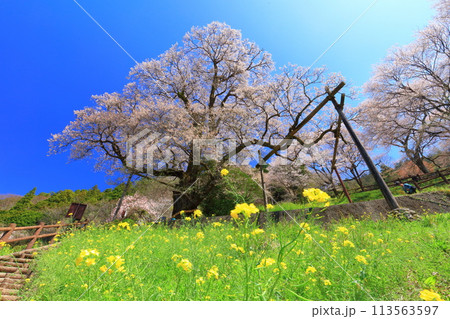 【高知県】ひょうたん桜と菜の花 113563597