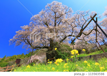 【高知県】ひょうたん桜と菜の花 113563598