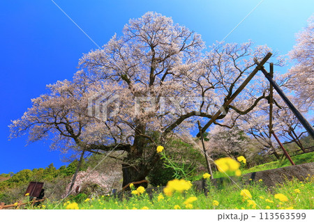 【高知県】ひょうたん桜と菜の花 113563599