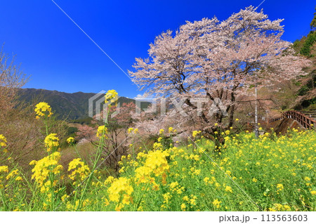 【高知県】ひょうたん桜と菜の花 【高知県】ひょうたん桜と菜の花 113563603