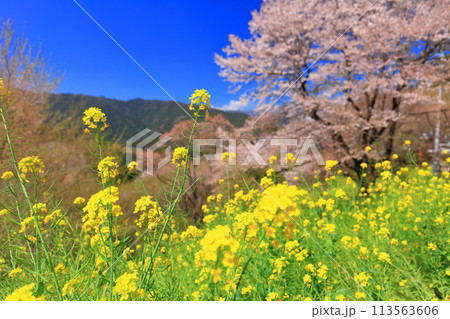 【高知県】ひょうたん桜と菜の花 113563606