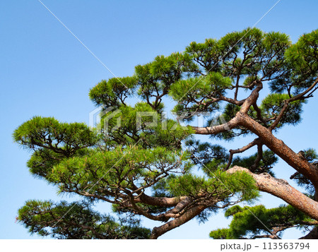 日本の松の木 113563794