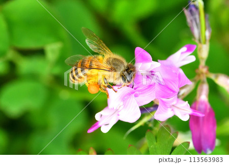レンゲソウとミツバチ レンゲソウとミツバチ 113563983