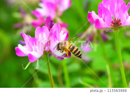 レンゲソウとミツバチ 113563988