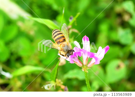 レンゲソウとミツバチ 113563989