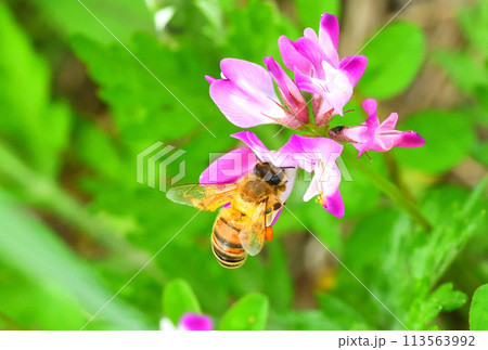 レンゲソウとミツバチ 113563992