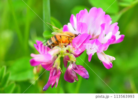レンゲソウとミツバチ 113563993
