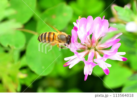 レンゲソウとミツバチ レンゲソウとミツバチ 113564018