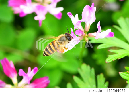レンゲソウとミツバチ 113564021