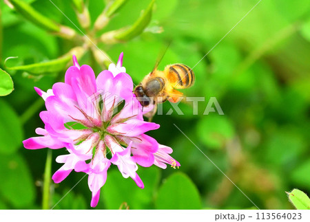 レンゲソウとミツバチ 113564023