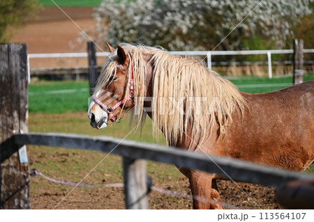 Beautiful horses in a corral on a farm in spring time. Breed - Hafling. Beautiful horses in a corral on a farm in spring time. Breed - Hafling. 113564107