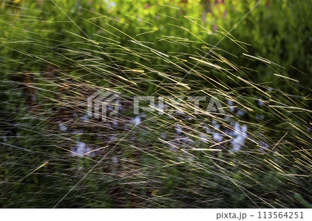 The process of irrigation 113564251