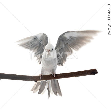 flying gray cockatiel flying gray cockatiel 113564291