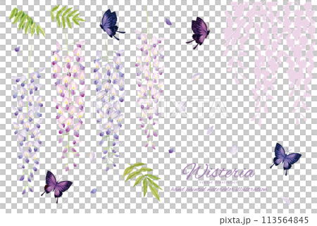 A gentle watercolor touch of wisteria and butterflies background material 113564845