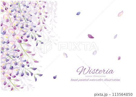 優しい水彩タッチの藤の背景素材 優しい水彩タッチの藤の背景素材 113564850