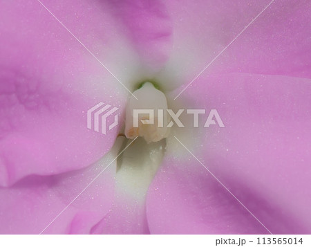ニューギニアインパチェンスの花 113565014