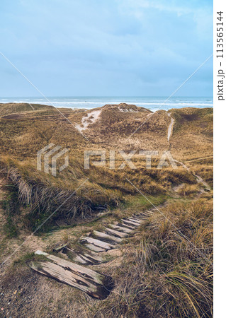 Wooden stairs in the dunes of denmark 113565144